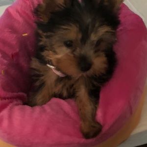 Meet your Posher, Jean